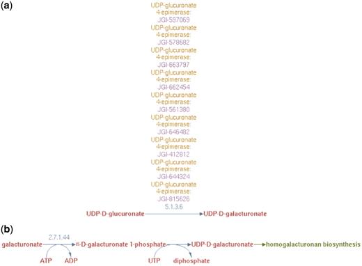 (a) UDP-d-galacturonate biosynthesis I (from UDP-d-glucuronate) pathway representation in PoplarCyc 1.0. Note that no information is available to evaluate the source of UDP-glucuronate and how it becomes available to the UDP-glucuronate 4-epimerase (b) UDP-d-galacturonate biosynthesis II (from d-galacturonate) pathway representation in AraCyc 6.0.1 Note a pathway with a missing EC number for the conversion of galacturonate-1-P to UDP-galacturonate. For both parts (a) and (b), no information is available where these cellular processes occur in the cell.
