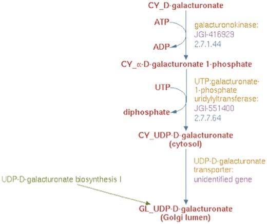 The enhanced representation of UDP-d-galacturonate biosynthesis II starting from d-galacturonate in prototype Populus PGDB.