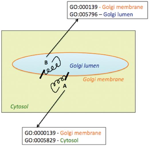 Schematic representation of association of multiple Cellular Component Gene Ontology terms with two differentially oriented Golgi membrane enzymes.