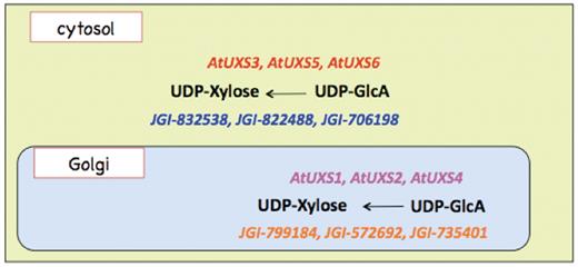 Cytosolic and Golgi isoforms of Arabidopsis and Populus UDP-xylose synthase. The cytosolic isoforms of the Arabidopsis and Populus enzymes are color coded in red and blue, respectively. The Golgi isoforms of Arabidopsis and Populus UDP-d-xylose species are color-coded in pink and orange, respectively.