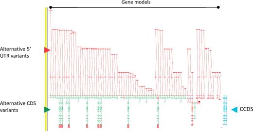Zmap screenshot of the GPCR56 locus encoding human G protein-coupled receptor 56. This locus has 76 non-redundant AS transcripts, the majority of which are EST based, 3′ truncated and show variation in the 5′ UTR. Red arrowhead indicates 5′ UTR, green arrowhead indicates CDS and blue arrowhead indicate the two CCDS variants annotated at this locus.