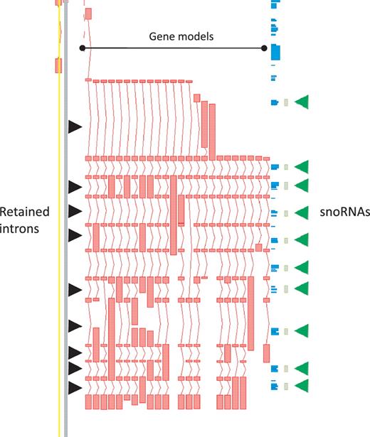 Zmap screenshot of the GAS5 locus encoding growth arrest-specific 5 (non-protein coding). This locus has 29 non-redundant AS transcripts, including many containing retained introns. Black arrowheads indicate those introns retained in at least one transcript. Green arrowheads indicate intronic snoRNAs.