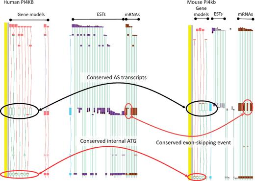Zmap screenshot of the PI4KB/Pi4kb genes encoding phosphatidylinositol 4-kinase, catalytic, beta in human (left) and mouse (right) respectively. Black ovals highlight exon-skipping event observed in both species, orange ovals highlight the species-specific mRNA evidence supporting the annotation of the exon-skip event and red ovals highlight the conserved internal ATG likely to be utilised in the event of the exon-skip.