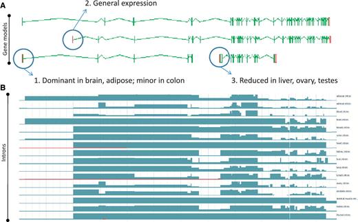 Zmap screenshot of four representative full-length transcripts at the human PDE4DIP locus encoding phosphodiesterase 4D interacting protein (A) and screenshot of the Ensembl display of introns built using the Illumia Bodymap2 RNA-Seq dataset (B). The three main transcription start sites (TSS) associated with the locus are circled and the primary tissue types in which the TSSs are up or downregulated are indicated.