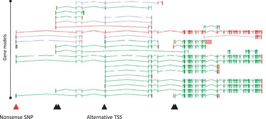Zmap screenshot of all transcripts at the human PDE4DIP locus encoding phosphodiesterase 4D interacting protein. The red arrowhead indicates the position of a disabling nonsense SNP, black arrowheads indicate the positions of alternative TSSs.