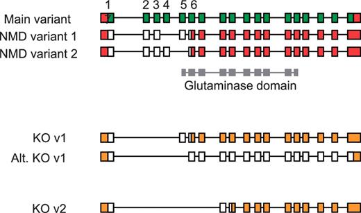 Validation of vector designs for Gls2 gene. The main exon structure of Gls2 (main variant) is displayed alongside NMD variants 1 and 2 based on mRNAs BC02566.1 and AK039618.1, respectively. Hypothetical knockout (KO) transcripts based on annotated structures are shown. Knockout transcript, KO v1, is derived from the main variant and NMD variant 1, where as the alternative version (Alt. KO v1) is derived from NMD variant 2. Exons 1 to 7 are numbered with coding regions displayed in green (main variant) or white (NMD and KO variants) and untranslated regions (UTR) shown in red or orange. The Gls2 glutaminase domain is shown in grey, overlapping exon structure.