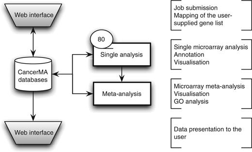 CancerMA workflow. The web interface box indicates the areas where the user provides input and/or can view the mapping or analysis results. The analysis is carried out automatically without any user input. The single analysis determines the differential expression for 80 cancer microarray datasets individually, whereas the meta-analysis combines the results form the individual analyses to a differential meta-expression profile.