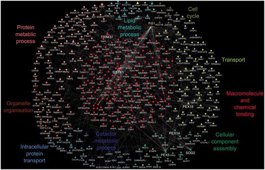A protein–protein interaction map of the human peroxisome. The peroxisome proteins and their interacting partners comprised a set of 421 proteins with a total of 408 binary interactions; peroxisomal proteins are shown as triangles and non-peroxisomal proteins as circles. Protein–protein interactions are depicted as white edges. Multiple edges between two proteins represent interactions that have been identified by more than one approach. The generic GO slim was used to identify terms in the proteome. GO terms that were common to all proteins in a cluster are shown as the cluster label.