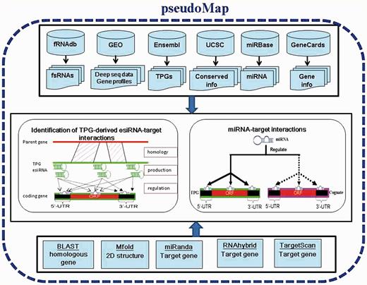 System flow of pseudoMap. The system flow of pseudoMap mainly includes the collection of datasets such as TPGs, parental genes, miRNAs, piRNAs, sRNA deep sequencing data and expression profiles; integration of various tools and identification of functions and regulations of TPGs. Based on a genome-wide computational pipeline of sequence-alignment approaches and gene expression profiles, this work constructed pseudoMap database for elucidation of two major discoveries: TPG-derived esiRNA-target interaction and miRNA-decoy mechanism of TPGs.