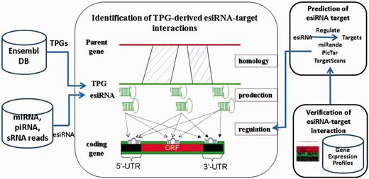 Computational pipeline for identification of TPG-derived esiRNA-target interactions.