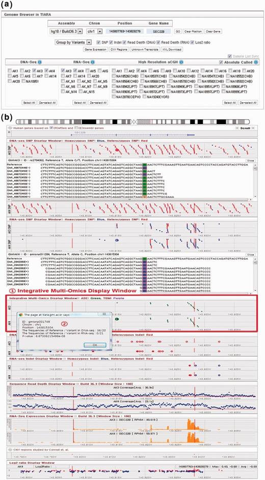 TIARA genome browser. (a) The control panel of TIARA genome browser. (b) Arrangement of genomic query results according to the types of genomic variants such as SNP, indel, gene expression, allele-specific expression, TBMs, read depth and log2 ratio. The genome browser has been directed to gene SEC22B by entering it into the ‘Gene Name’ text box after selecting samples AK3 and AK4. One SNP from the DNA-Seq SNP display window (single enlarged red dot, second window) has been selected, yielding full read alignment details below, justifying the heterozygous SNP call. Interestingly, allele-specific expression can also be observed for this gene, as indicated by green dots in the Integrative Multi-Omics Display window. The pop-up window, which displays read counts for reference and variant alleles, was obtained by clicking one such point (enlarged green dot).