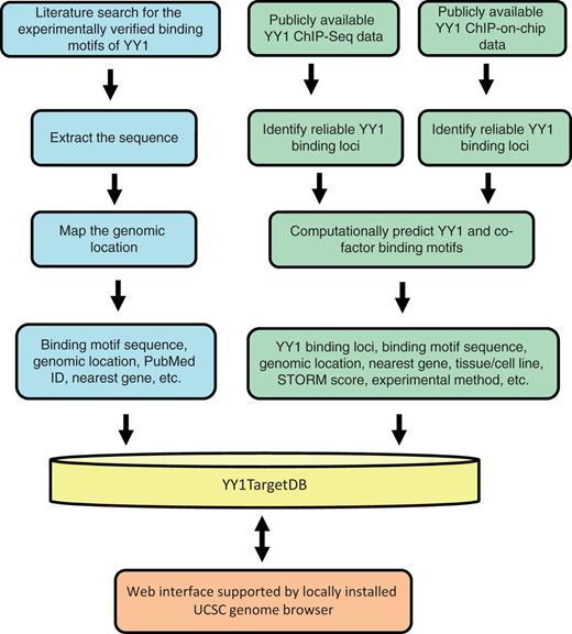 Schematic overview for YY1TargetDB data acquisition and database implementation. The experimentally verified YY1-binding motifs were collected from literatrues, mapped to the reference genomes and stored in the database. High-throughput (ChIP-seq or ChIP-on-chip) experimental datasets were downloaded from NCBI GEO server and processed by our analysis and annotation pipeline. The identifed YY1-binding loci, computationally predicted YY1 and its cofactors binding motifs were deposited into YY1TargetDB. The database in integrated with locally installed UCSC genome browser to visualize YY1-binding loci and assoicated annotation information.