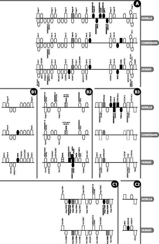 Detailed view of regions of the MHC where there is a difference in gene content or type between gorilla, human reference and chimpanzee. Figure is not to scale. Rectangle = gene; oval = pseudogene; grey fill = type difference (pseudogene versus gene); black fill = gene absent/present in at least one species and not another; black and white striped = not direct orthologue; above line = locus on forward strand (in reference to human chromosomes); below line = locus on reverse strand; stacked = genes overlap or are nested. Gene names are given where available and are only shown for gorilla and chimpanzee when different from human; locus names that appear as numbers with leading zeros are loci without approved nomenclature, with the numbers representing the numerical part of VEGA stable gene IDs (to obtain the full ID, the 11-digit number should be prepended with OTTGORG, OTTPANG or OTTHUMG for gorilla, chimpanzee and human, respectively). An italicised locus name between brackets for a pseudogene indicates the parent gene or gene family of that pseudogene. The loci on the chimpanzee contig in panel B3 are annotated by ENSEMBL (release 70, January 2013), with dotted outlined loci indicating manually determined genes not annotated by ENSEMBL. Section labels A, B and C have been added to allow for easier reference to this figure in the text.