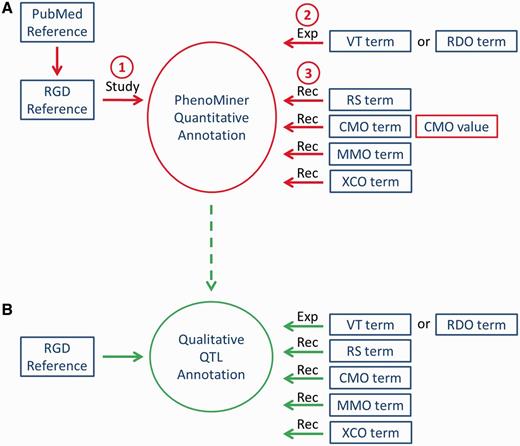 Workflow of PhenoMiner curation. (A) The quantitative PhenoMiner curation workflow showing the sequence that establishes first, the ‘Study’, second, the experiment name (Exp) and third, all the details of the annotation ‘Record’ (Rec). (B) Workflow for the new PhenoMiner-style qualitative annotation of QTLs. This workflow uses the same ontologies as the PhenoMiner curation, but uses the general curation tool because no numerical values are entered.