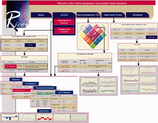 Snapshots of the RiceSRTFDB showing various search functions and result output.
