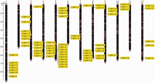 Map viewer. Chromosome distribution of the 82 members of the tomato WRKY gene family. The shown locations are based on the physical position of each corresponding genome gene model, based on the ITAG2.3 annotation of the tomato genome.