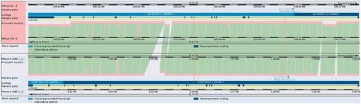 The NOD and C57BL/6J mouse sequences can be aligned against each other. Homologous genes are connected with lines to help identify them. Blocks of homologous sequence are coloured green, and regions with different sequence or no sequence are coloured light blue. It is clear that there are different intronic sequences present in gene Bcat1 in CHORI-29 (lower panel) with respect to C57BL/6J, possibly resulting in changes to regulatory regions or other functional sequences.