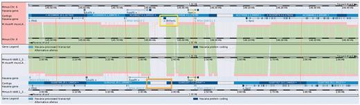 Gene Bhlhe41 (yellow box) in the Idd6.1+2 region from GRCm38 C57BL/6J reference does not have a homolog annotated in NOD owing to a sequence gap (orange box). It is therefore not possible to be confident whether this gene is present and expressed in NOD mouse.