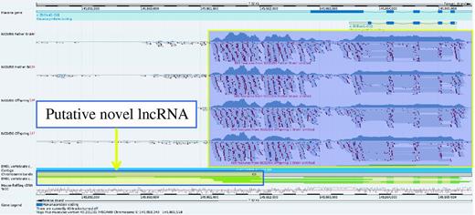 A higher resolution view of gene Bhlhe41 taken from the Vega genome browser. RNA-Seq data from NOD has been uploaded into the browser and aligned to the GRCm38 C57BL/6J reference. This shows that the gene is clearly expressed in the NOD mouse. On closer inspection, it would appear that there may be evidence of a 3′ overlapping non-coding RNA locus supported by three mouse mRNAs from AK032333.1, AK040945.1 and AK079251.1 as illustrated by the yellow box with the blue outline. The ability to upload RNA-seq data provides a way to investigate gene expression for sequences not yet represented in the NOD Idd regions and could also prove useful in observing differential intergenerational gene expression.