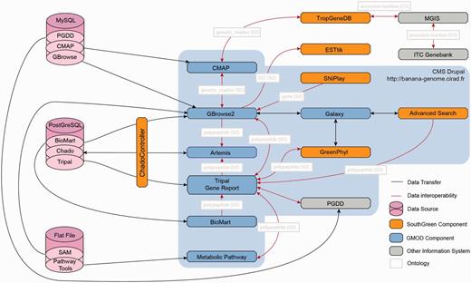 Architecture of the Banana Genome Hub and Interoperability between Biological Information Systems. Gene report can be displayed using Tripal, GBrowse or BioMart and edited with Artemis. Polypeptides can then be further analyzed with GreenPhylDB using for instance keywords and InterPro domains, with the Galaxy workflow manager by running personalized phylogenetic workflows and with Pathway Tools to study metabolic pathways through keywords or EC numbers. Finally, SNP stored in GBrowse can be investigated with SNiPlay. Genetic markers can be positioned on genetic maps using CMAP and investigated into the TropGeneDB, linked with the MGIS through ITC accession numbers. Germplasm material can then be requested to the ITC. Most of the systems were embedded using the Drupal CMS using HTML iframe.