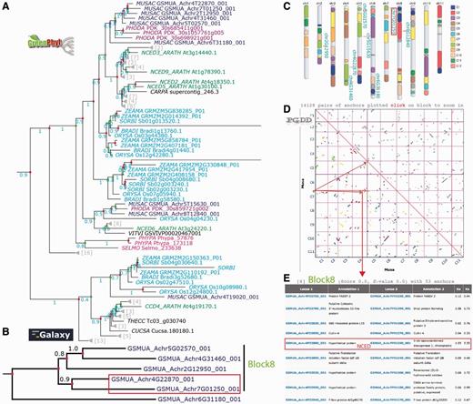 Analysis of the banana NCED gene duplication events. (A) The GreenPhylDB pre-computed polypeptide tree of the carotenoid dioxygenase family (GP000379 CCD) contains eight Musa 9-cis-epoxycarotenoid dioxygenase genes (GP069973 NCED Blue). CCDs are in cyan (Poaceae), purple (Arecaceae), green (Arabidopsis), magenta (moss). Green dots represent speciation events, whereas red dots represent duplication events. (B) The nucleotide tree of the six Musa NCED genes was performed after manual curation using an in-house Galaxy workflow. (C) Location of the NCED Musa genes on the Karyotype representation. Musa beta ancestral blocks are represented by the colored boxes within the chromosomes. (D) Clusters of Musa paralogous regions are represented on a PGDD dotplot. They are colored according to the beta ancestral blocks. (E) List of duplicated genes within the paralogous region containing GSMUA_Achr4G22870_001 and GSMUA_Achr7G01250_001 NCED genes.