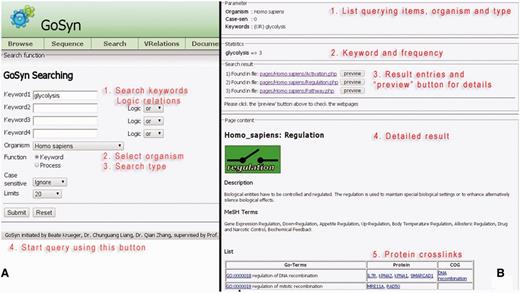 Keyword search. (A, left) Query interface: Using the keyword text field, one enters the terms of interest from primary to secondary with desired logical relationships (‘AND’, ‘OR’ and ‘NOT’) (see tutorial). After the searching organism type has been specified in the combo-box, the ‘Submit’ button is clicked next. (B, right) Result page: First (annotated by red lettering) the query parameters are listed. Then a brief statistic report summarizes different keywords and their frequencies present in the result, followed by the major process entries connected with the keywords. A button ‘Preview’ enables to visualize the corresponding key modules in more detail (listing involved subprocesses and proteins), the key module involved is shown, followed by the key module description. Then MEDline subject heading terms involved are given with functions and processes involving this cellular module. Finally (bottom) involved proteins are listed in a Table giving function (in GO-Terms), involved proteins as well as connected orthologous groups of proteins and genes.