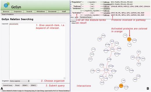 Relation search. (A) Query interface (left): This allows (short instructions given in red) to investigate the interactions for a given keyword, e.g., ‘glycolysis’ (running example) for the organism ‘Homo sapiens’. Simple instructions are given in red. Two demonstration examples (DEMO1, DEMO2; bottom two buttons) give a rapid impression. (B) Results page (right): Annotation of the page is given in red lettering. A table (top) lists all the modules involved in the process ‘glycolysis’ according to the GoSynthetic database All the proteins known to be involved in the different modules, e.g., regulation, pathways, are listed on the right. A toggle switch changes from representation in technical engineering terms to natural molecular biology terms and back. The panel below shows all interacting proteins within the listed processes. For instance, aryl hydrocarbon receptor nuclear translocator (ARNT) and Hypoxia-inducible factor 1-alpha (HIF1A) proteins have an activating character (orange circles). The network visualization is plotted including data from the IntAct database.