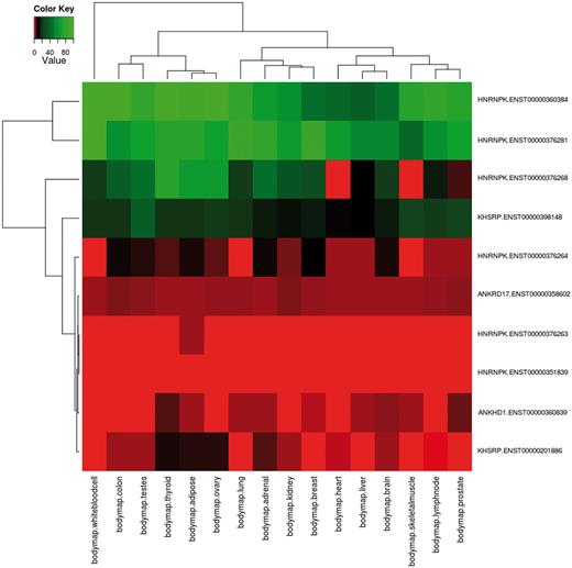 Example of combination of complex queries in DBATE. This heatmap reports expression values in the BodyMap panel of human tissues of splicing variants that encode for protein products containing the Pfam KH domain (PF00013), which are phosphorylated and contain repetitive units. The combination of this information can be easily obtained using the web interface of DBATE that returns in this case 10 different splicing variants that belong to genes ANKRD17, KHSRP, HNRNPK and ANKHD1. Their expression patterns show that splicing variants for these different proteins can have tissue-specific behaviors. The heatmap image is generated by an automated procedure using the statistical software R using the heatmap.2 function, and then loaded on the web interface as part of the results page. The color code of the heatmap ranges from red, lower FPKM values; to black, medium expression values; to green, higher expression values.