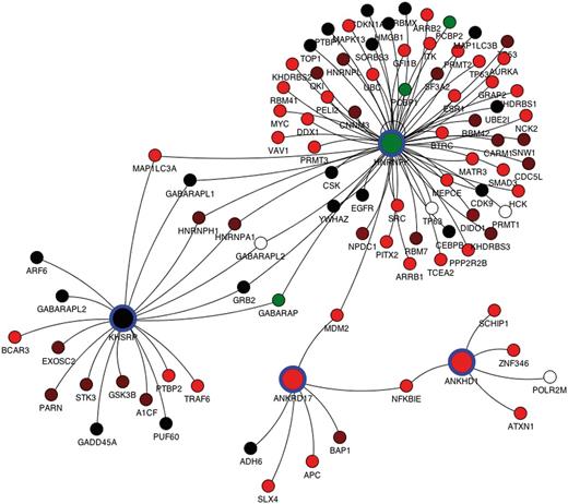 Protein interaction network for the ANKRD17, KHSRP, HNRNPK and ANKHD1 genes retrieved from the mentha database and plotted by the mentha browser applet. The mentha database stores manually curated PPIs from five different PPI databases and has been implemented in the DBATE web interface. These four genes have been selected from a complex query search on DBATE to obtain all the splicing variants that encode for protein products containing the KH (K Homology) domain and that are also phosphorylated and contain repeated units. The network includes all primary binding partners of the four genes. Nodes describe genes, and arcs join genes whose protein products are known to physically interact. Nodes corresponding to the query proteins are larger and highlighted with blue circles. Each node is colored according to the expression level of its most expressed splicing variant. Color ranges from red, lower FPKM values; to black, medium expression values; to green, higher expression values. White nodes describe genes for which no splicing variant is expressed in the selected tissue. Protein interaction networks generated by the mentha browser can also be manually expanded and pruned.
