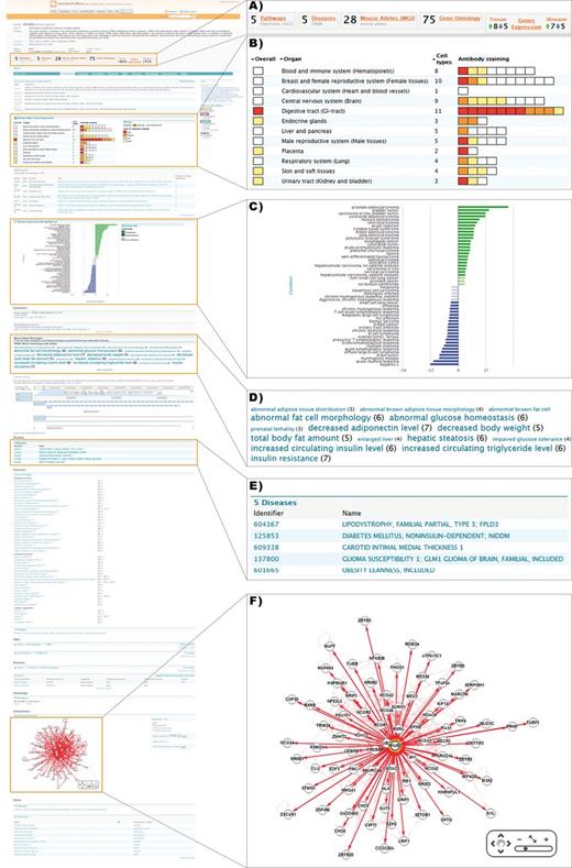 Detailed view of a metabolicMine gene report page, focusing on the gene PPARG. Report pages collate information from a range of data sets and include visualization tools and further links. (A) Previews provide summary counts for key data sets, helping the user identify relevant information. (B) Heatmaps are used to indicate PPARG protein levels in different tissues based on staining results in Protein Atlas. (C) Disease expression data from ArrayExpress is visualized, enabling exploration of links with different diseases. (D) The phenotype Tag Cloud is associated with the available alleles of the mouse PPARG homologue, enabling researchers to find interesting mouse strains for further experiments. Phenotypes with more alleles are displayed more prominently. (E) Human disease associations are summarized in tabular form and hyperlinked to the relevant report pages. (F) An interactive graphical tool enables exploration of PPARG's interactions with other genes, generated using data from IntAct and BioGRID.
