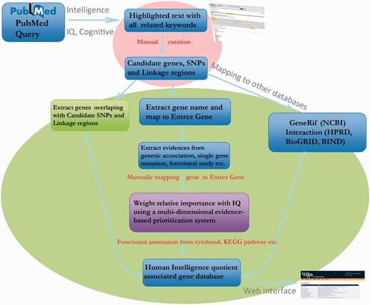 Pipeline for collection, expansion and annotation of IQ-associated genes.