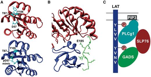 Allostery (A) and pre-assembly (B, C) as basic mechanisms for cooperative binding. (A) Phosphorylation of the D57 residue in CheY allosterically regulates binding of FliM by stabilizing the active form of CheY (blue) (PDB:1ZDM) (58), which has a higher affinity for FliM compared with the inactive form (red) (PDB:1E6K) (59) owing to burial of the Y106 residue. (B) Recognition of p27Kip1 (green) by the SCFSkp2 ubiquitin ligase requires pre-assembly of the Skp2 (red)-Cks1 (blue) complex because these two proteins form a continuous composite binding site required for binding of p27Kip1 (PDB:2AST) (60). (C) Cooperative binding, which results from configurational pre-organization, of the SH2 and PH domains of PLCg1 mediates recruitment to LAT by binding to phosphorylated SH2-binding motifs in LAT and to phosphoinositides in the plasma membrane, respectively. The same mechanism controls binding of other subunits to the LAT-nucleated complex, resulting in multiple discrete binding events that stabilize each other, allowing regulated assembly of a meta-stable complex (GADS: GRB2-related adapter protein 2; SLP76: Lymphocyte cytosolic protein 2; PIP3: Phosphatidylinositol-3,4,5-trisphosphate). Figures A and B were generated using UCSF Chimera (83).