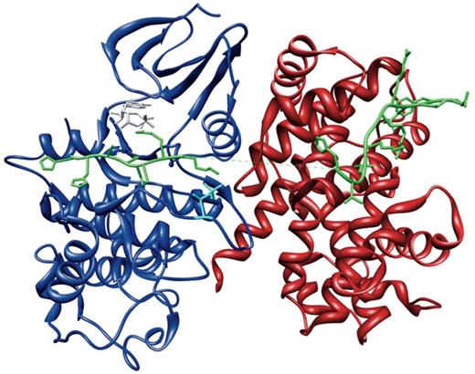 The Cyclin A-Cdk2-Cdc6 complex. Crystal structure of Cdc6 peptide bound to the active Cyclin A-Cdk2 complex (PDB:2CCI) (71), showing Cdc6 (green), Cyclin A (red) and Cdk2 (blue) phosphorylated at T160 (cyan) and bound with the ATP analogue Adenylyl Imidodiphosphate (AMPPNP) (grey). This figure was generated using UCSF Chimera (83).