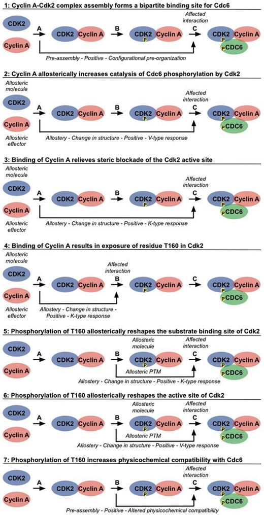 Cooperative interactions mediate recruitment and phosphorylation of Cdc6 by the Cyclin A-Cdk2 complex. The hierarchical build-up of the active Cyclin A-Cdk2 complex, phosphorylated on Cdk2, and subsequent recruitment and phosphorylation of the substrate Cdc6 is mediated by an ordered sequence of binding events that affect each other through allostery and pre-assembly. Binding of Cyclin A to Cdk2 (Interaction A) promotes binding of Cdc6 (Cooperative effects 1 and 3), catalysis of Cdc6 phosphorylation by Cdk2 (Cooperative effect 2) and phosphorylation of Cdk2 by Cdk7 (Cooperative effect 4). Phosphorylation of Cyclin A-bound Cdk2 by Cdk7 (Interaction B, Cdk7 is not shown in this figure for simplicity) also increases binding (Cooperative effects 5 and 7) and phosphorylation (Cooperative effect 6) of Cdc6 (Interaction C). See the text for more detailed descriptions. For each of these effects, the types of data that can be annotated in a PSI-MI XML file are noted in italic.