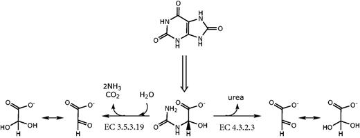 Alternative routes of nitrogen release from ureidoglycolate. The enzymatic activities involved in the reactions are indicated with the corresponding EC numbers.