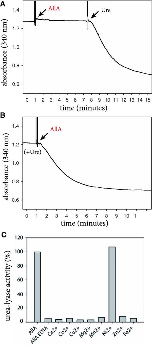 Biochemical evidence that AllA catalyses nickel-dependent urea release from ureidoglycolate. (A) Kinetics of ammonia release catalysed by the recombinant AllA protein before and after addition of urease; (B) kinetics of ammonia release with urease present in the reaction mixture; (C) ureidoglycolate-lyase activity of the AllA protein treated with a metal chelator (EDTA) and supplemented with various divalent ions.