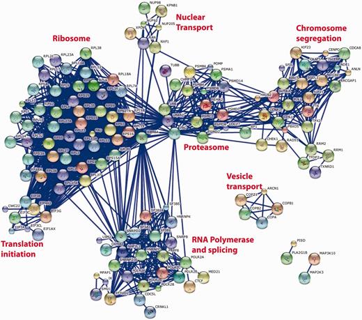 String database representation of interactions between the genes that are most commonly associated with loss of cell viability when knocked down in 12 genome-wide screens of 11 different cell lines. The top 250 genes from Supplementary Table S1 were used in the analysis. We have included all of the possible gene symbol matches to each siRNA pool when the oligonucleotide sequences of the individual siRNAs are mapped to the reference genome. The data were analysed on the STRING http://string-db.org/database using all of the default active prediction methods and displaying only the highest confidence interactions (edges). Only connected genes are shown. Clusters of functionally related and interacting genes are indicated.
