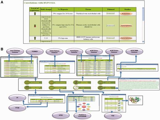Screenshot showing the detailed protein page of HypoxiaDB. (A) The part of the protein page that describes the expression pattern of the protein under different levels and duration of hypoxia. The table also enlists the tissue of expression and the evidential experiment. (B) The last portion of the protein page provides the various biological details of each protein. The purple circles represent other public repositories cross-linked to HypoxiaDB.