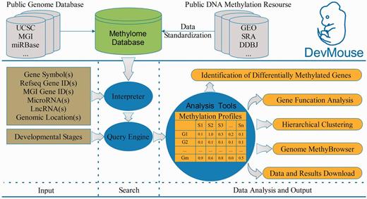 Overview of building and workflow of DevMouse. DevMouse integrates DNA methylomes of mouse development from public DNA methylation resources and the mouse genome information. Users can input multiple genome items to the query engine to gain the methylation profiles of genes/regions in different developmental stages. The analysis tools enable users to carry out online analysis on the methylation profiles, including identification of differentially methylated genes/regions, gene function analysis, hierarchical clustering and visualization in MethyBrowser. All search and analysis results can be downloaded as flat format for further analysis.