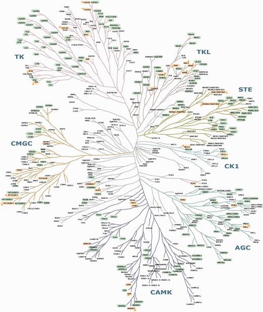 Mapping of known and candidate 14-3-3-binding phosphoproteins on the phylogenetic tree of the human kinome. This image of the human kinome phylogenetic tree is useful because of its familiarity to many researchers (37), though a few further kinases identified since 2002 are also listed in Supplementary Table S2. Protein kinases with phosphosites that conform to candidate 14-3-3-binding sites are highlighted in green. GD 14-3-3 binders are in yellow. Stars are assigned to those GDs for which experimentally determined 14-3-3 phosphosites were also pinpointed by ANIA as being candidate lynchpins. On a hyperlinked version of this figure within ANIA (https://ania-1433.lifesci.dundee.ac.uk/prediction/webserver/index.py/kinome), clicking on a kinase on the dendogram will open the relevant results overview page. Abbreviations: AGC, PKA/PKG/PKC-family kinases; CAMK, calcium/calmodulin-dependent kinases; CK1, casein kinases; CMGC, CDK/MAPK/GSK3/CLK-family kinases; RCG, receptor guanylate cyclases; STE, sterile homologue kinases; TK, tyrosine kinases; TKL, tyrosine kinase-like kinases; atypical protein kinases; Other, belonging to none of the mentioned groups. The human kinome dendogram was adapted from (37).