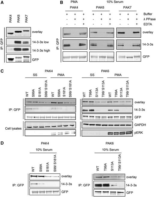 Differential binding of 14-3-3s to overexpressed PAK4-GFP mutants. (A) HEK293 cells growing in media containing 10% serum were transfected to express PAK4-GFP, PAK6-GFP and PAK7-GFP. GFP-tagged proteins isolated from cell lysates (∼20 mg) with GFP-Trap® were tested for their ability to bind directly to 14-3-3s in Far-Western assays (overlay) and by co-immunoprecipitation of endogenous 14-3-3s (14-3-3s). Anti-GFP signals show levels of the tagged kinases in the immunoprecipitates. (B) HEK293 cells transfected to express the GFP-tagged proteins were serum-stimulated, or serum-starved for 10 h and stimulated with PMA, as indicated. The GFP-tagged proteins bound to GFP-Trap® were dephosphorylated with lambda phosphatase, or not when the phosphatase was inhibited with EDTA. The immunoprecipitates were washed, and analysed for their ability to bind directly to 14-3-3s (overlay), and for retention of co-purified endogenous 14-3-3 proteins (K19 pan-14-3-3 antibody). (C) After transfection to express wild-type and mutants PAK4-GFP and PAK6-GFP proteins, HEK293 cells were serum-stimulated, or serum-starved for 10 h and stimulated with PMA, as indicated. The isolated proteins were tested for binding to 14-3-3s in a Far-Western assay. Co-immunoprecipitating endogenous 14-3-3s were detected using the K19 pan-14-3-3 antibody. For the cell lysates, GAPDH was loading control, and the efficacy of PMA stimulation of cells was monitored with the pERK antibody. (D) HEK293 cells were transfected to express wild-type and mutant forms of PAK4-GFP and PAK6-GFP. Proteins were immunoprecipitated from lysates with anti-GFP and tested for 14-3-3 binding (overlay) and co-immunoprecipitation of endogenous 14-3-3 (14-3-3). The anti-GFP antibody signals indicate total protein levels.