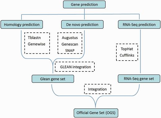 Flowchart of the DBM gene prediction. Software or approaches used for the prediction are shown in dashed boxes.