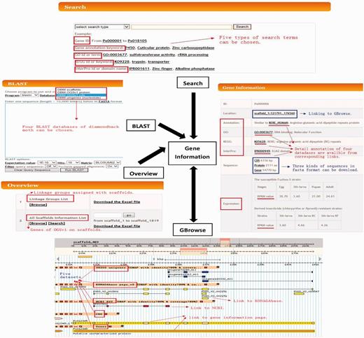 Schematic structure of the DBM-DB. Components including gene information, Overview, Search, BLAST and Gbrowse, and their orientations are presented. Arrows represent the relationships between different components.