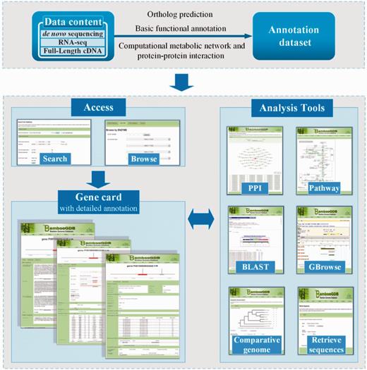 Screenshot showing interrelation of data and tools housed in BambooGDB. Users access the data through search and browse function. In addition, all data and tools incorporated in BambooGDB are cross-linked.