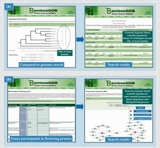 Another example of the application of BambooGDB in deriving data-based new hypothesis for bamboo research. (a) An application example for studying on bamboo special characteristics; (b) An application example for studying on bamboo flowering mechanism and protein-protein interactions.