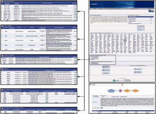 An overview of the TSLP pathway page in NetPath. The TSLP pathway page in NetPath provides statistics pertaining to the number of molecules curated, links to TSLP pathway reactions and a list of genes that are differentially regulated by TSLP. Each molecule in the pathway page is linked to the corresponding NetPath molecule page, which is further linked to Entrez Gene, HPRD, OMIM and Swiss-Prot identifiers. The reaction page of the TSLP pathway contains a list of each type of reaction such as physical interactions, enzyme catalysis or transport with a brief description of the reactions including their PTM dependence or interacting regions/domains/motifs whenever available in literature. The list of curators and reviewers are provided in the TSLP pathway page with the details of the pathway authority. A comments tab is also provided.