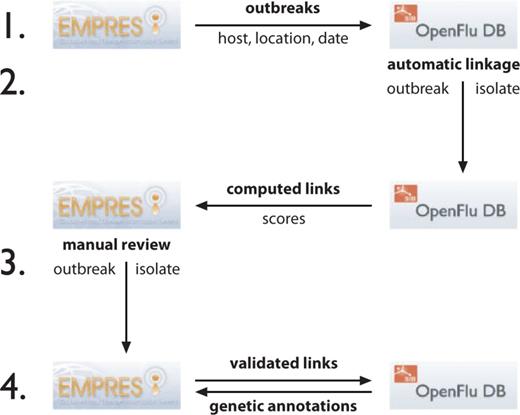 Flowchart showing steps to synchronize the linkage between EMPRES-i disease events to OpenFluDB isolates. The procedure has four steps and is based on web services (WS) to exchange information between both databases. (1) OpenFluDB gets a list of disease events described by host, location and date from EMPRES-i. 2) A procedure runs on OpenFluDB to assign scores to computed links between EMPRES-i disease events and OpenFluDB isolates. The computed links with scores are then communicated to EMPRES-i. 3) FAO experts validate the computed links. 4) The validated links are back-communicated to OpenFluDB to be shown as URLs to EMPRES-i on the corresponding OpenFluDB isolate record pages. EMPRES-i queries OpenFluDB to get genetic information about linked isolate(s). All these steps are run daily.
