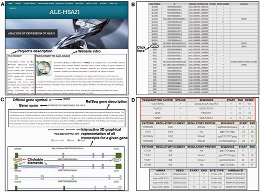 Screenshots from ALE-HSA21 web resource. Panel (A) shows the Homepage with Navigation Bar; panel (B) shows the list of HSA21 transcripts in the ‘Coding genes’ section in tabular format. Official gene symbol, ID, genomic coordinates, the sense of transcription, the number of exons and UniProt IDs are reported. The Black arrow and circle indicate an example of a clickable item (SOD1 gene in the example). By clicking there, the users access the Gene Description page, depicted in Panel (C). Interactive 3D graphical representation for each transcript is embedded in this web page. Each gene element is linked to results of in silico analysis. Colored circles—red for ‘Promoter’, green for ‘exons’, light blue for ‘introns’ and gray for ‘3′ UTRs’—correspond to the clickable elements of the 3D images. The same color scheme is used in panel (D) to indicate the relative results for the computational analyses of those elements.