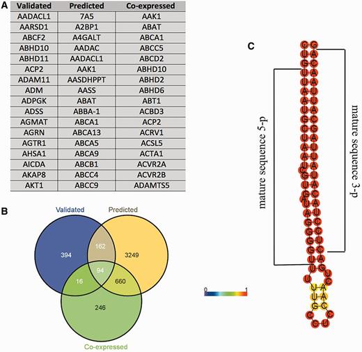 Example of the data provided for miRNAs in ALE-HSA21 web portal. In panel (A) and (B) are shown the results of the computational prediction of MiTGs in tabular format and Venn diagrams, respectively. Such data are accessible by clicking the ‘Target genes’ button embedded within miRNA web pages. ‘Validated’, ‘predicted’ and ‘co-expressed’ correspond to the target genes according to miRWalk and CoMeTa databases. Panel (C) shows a prediction of the secondary pre-miRNA structure obtained by RNAfold. Mature miRNA sequences are indicated by black brackets.