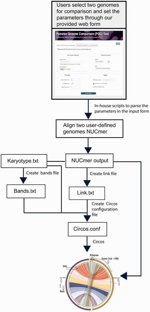 PGC workflow and automation for comparing two user-defined staphylococcal genomes. This includes the parsing of user-defined parameters and text files containing information, such as karyotype (in Circos, karyotypes are typically chromosomes or sequence contigs or clones in biological context), links, histograms and bands by Perl and Python scripts to create a Circos.conf file for displaying the aligned genomes with Circos.